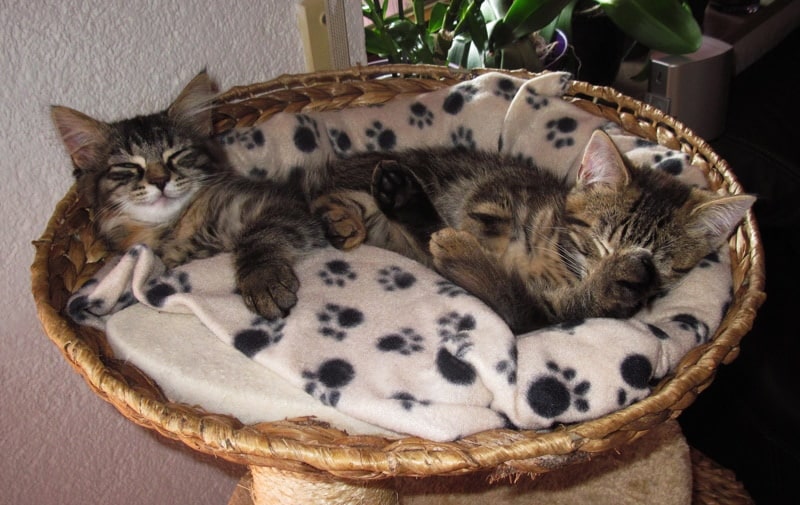 kittens sleeping in cat bed