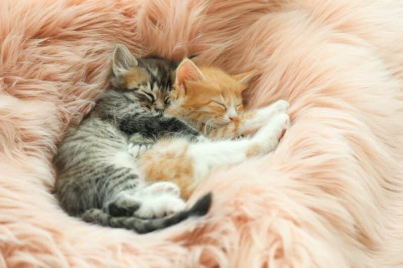 kittens sleeping