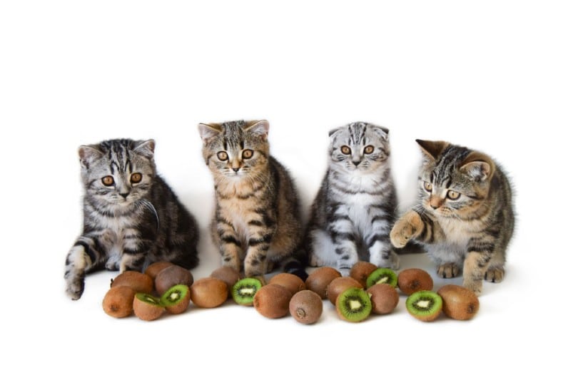 kittens with kiwi fruit