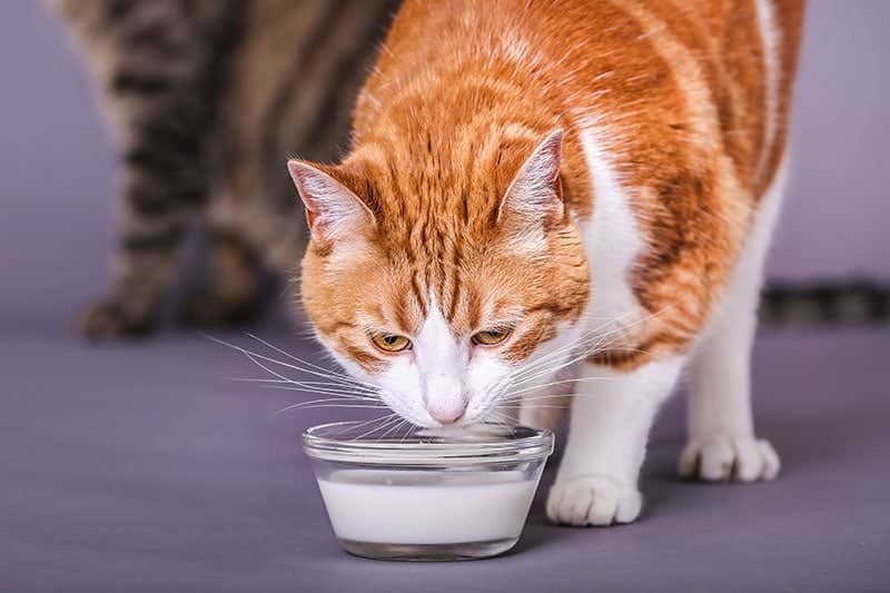 kitty cat drinking milk from a glass bowl