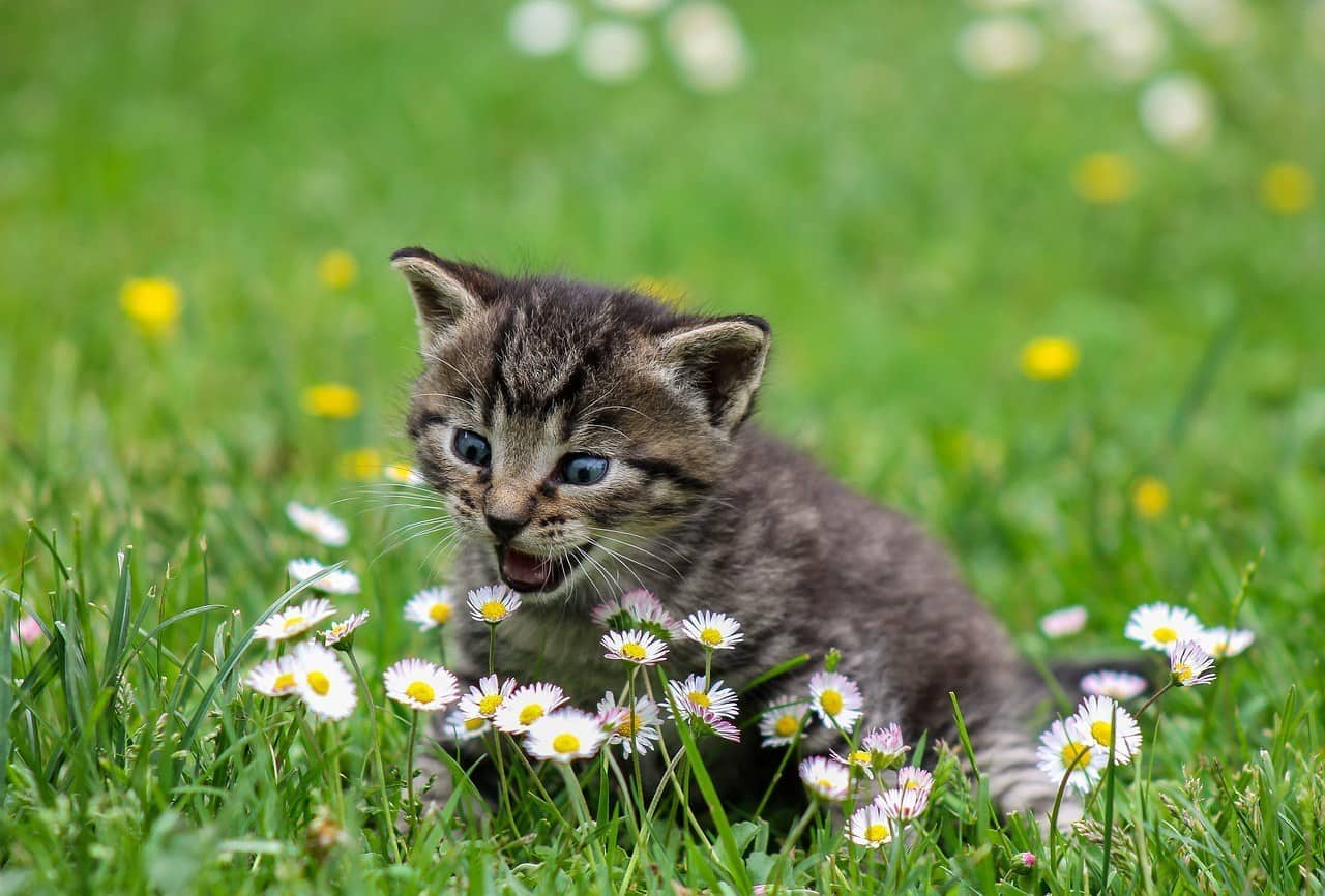 kitty flowers