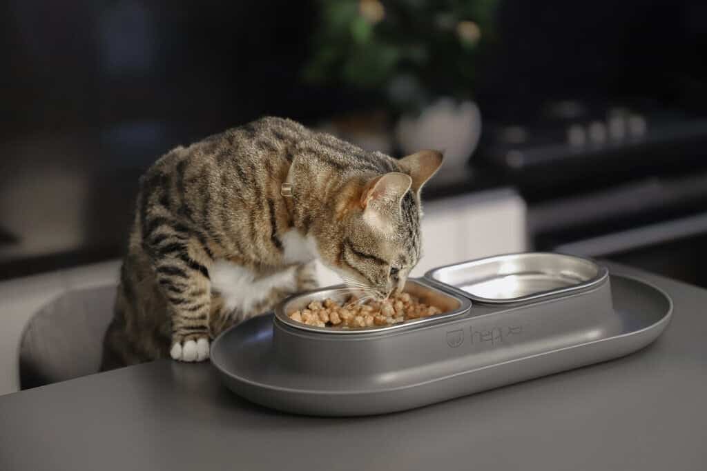 kitty-eating-from-hepper-nom-nom-grey-on-the-counter-from-chair