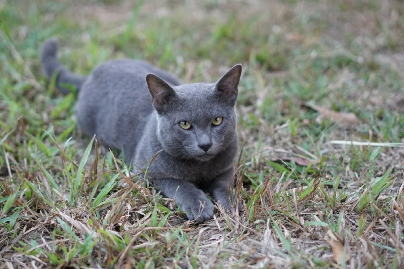 korat cat lying in the garden