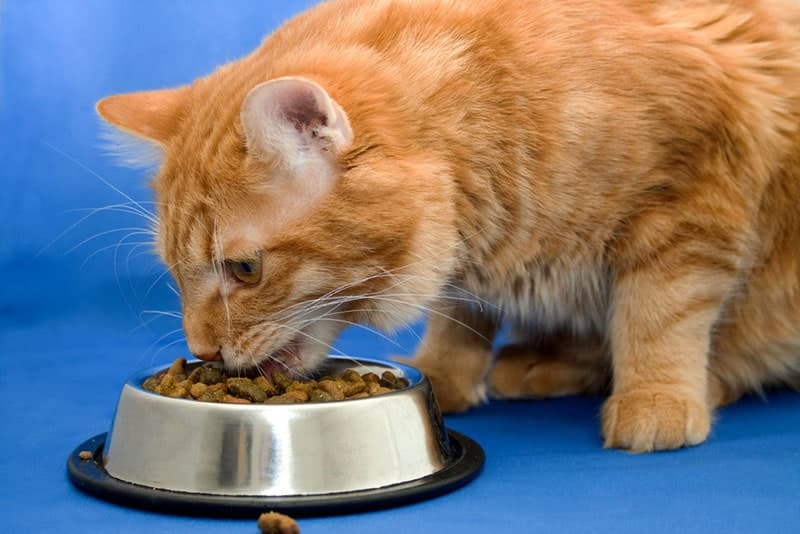 kurilian bobtail cat eating food from the feeding bowl
