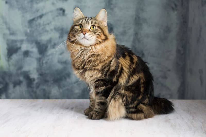 kurilian bobtail cat sitting in the studio