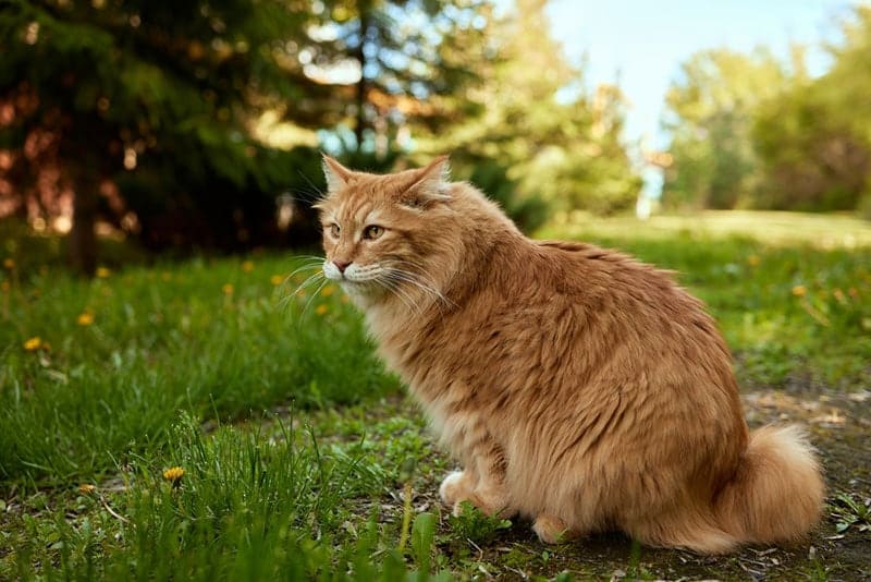 kurilian bobtail cat sitting on the ground