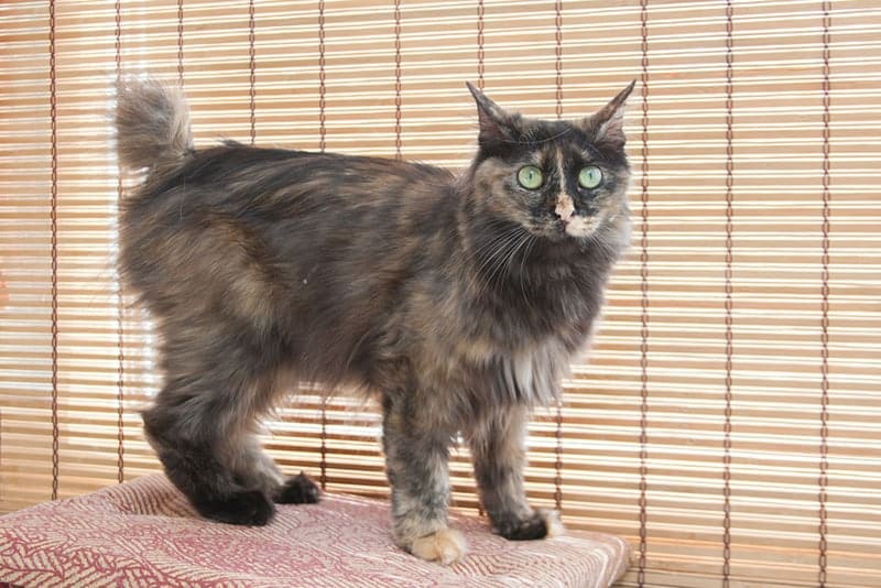 kurilian bobtail cat standing on the window perch