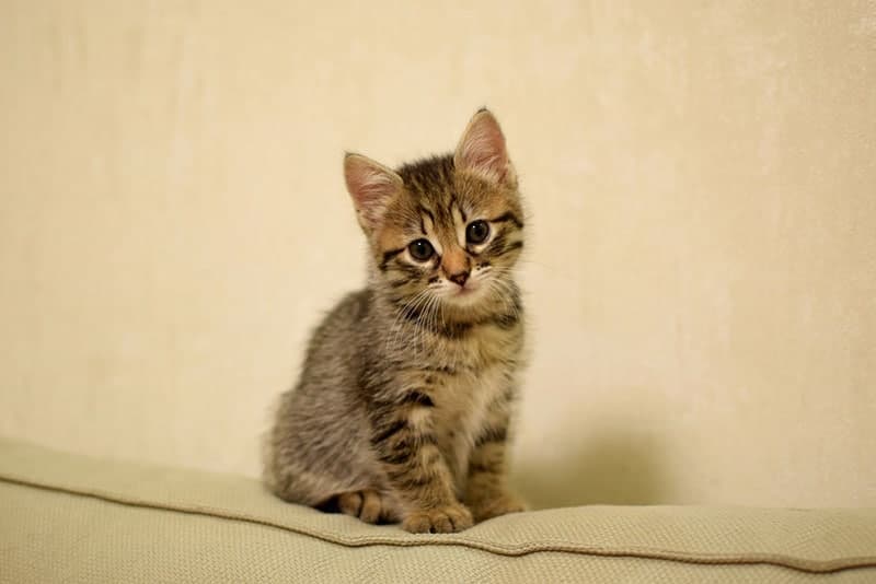 kurilian bobtail kitten sitting on the couch