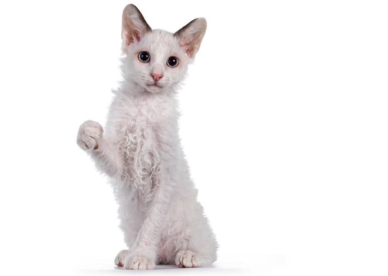 laperm cat on white background