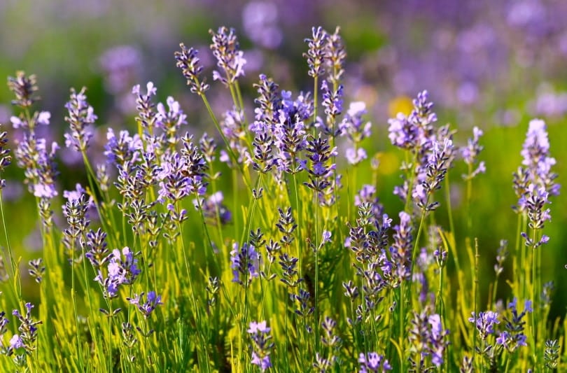 lavender plant