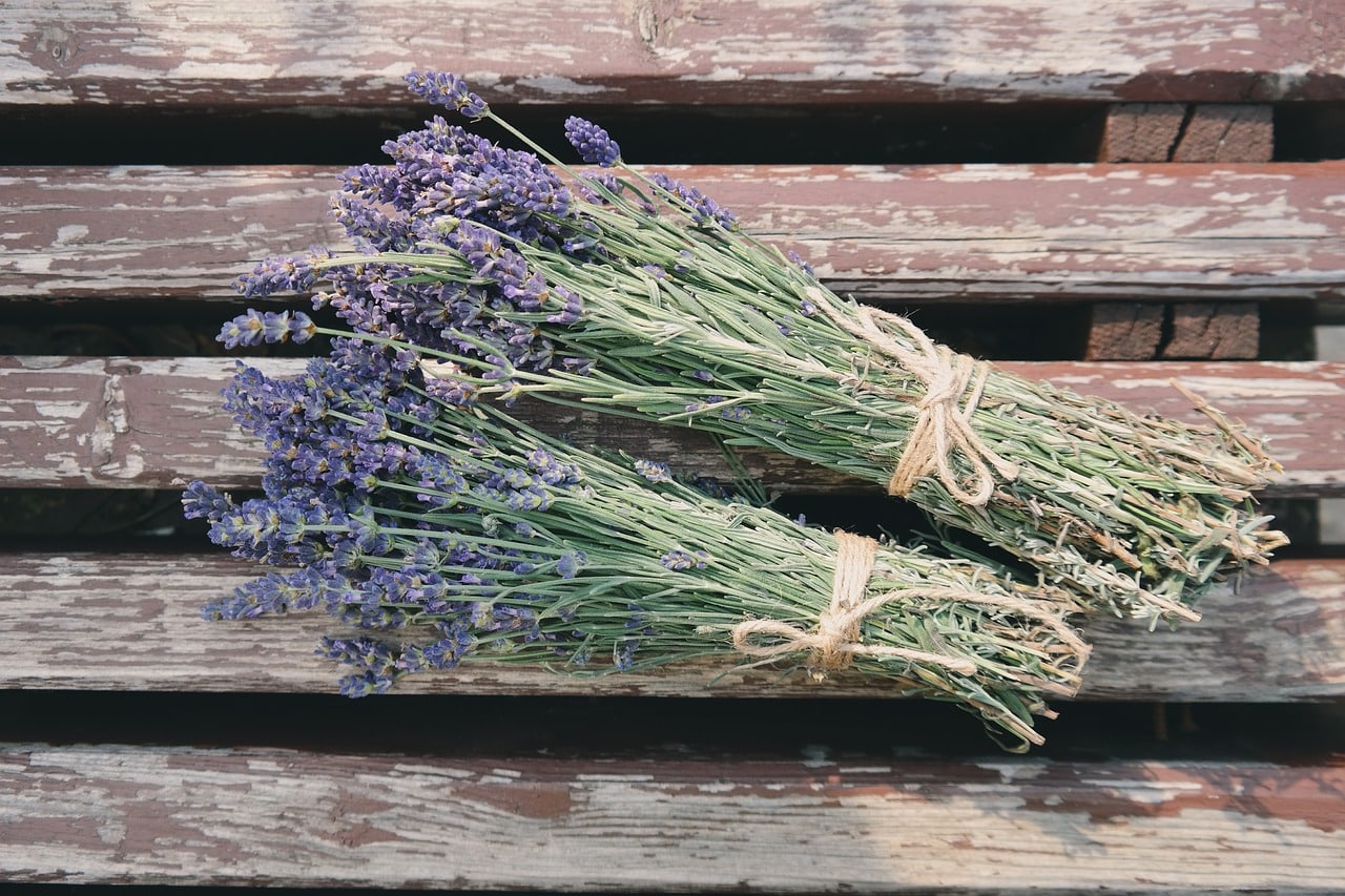 Is Lavender Toxic to Cats? VetReviewed Important Facts & FAQ Catster