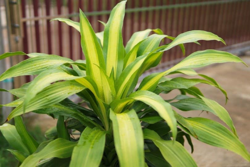 leaves of Dracaena fragrans or corn plant