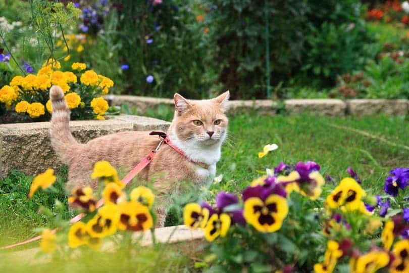 light-beige-cat-flower-bed_Irinka-osinka_shutterstock