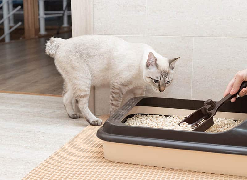 light gray cat curiously looking at the litter box while being cleaned by its owner