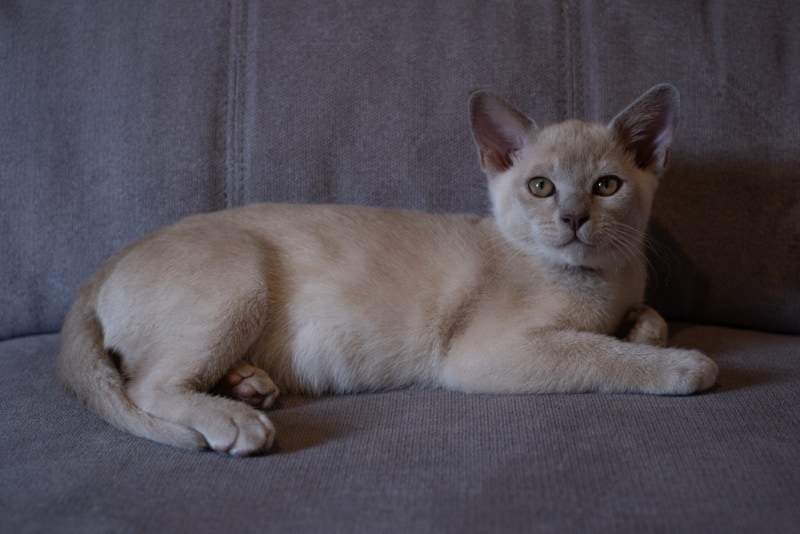 lilac burmese cat lying on sofa