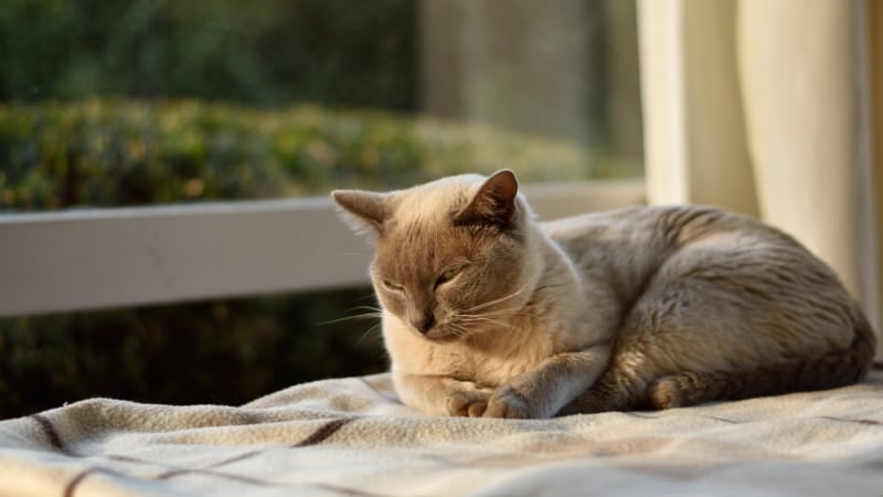 lilac burmese cat resting near window