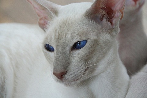 lilac points siamese