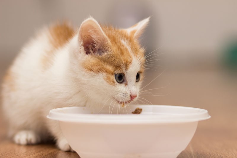 little kitten eating food from the feeding bowl