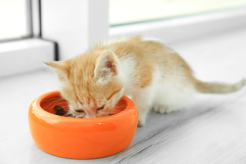 little kitten eating food from the feeding bowl