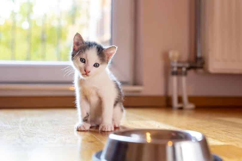 little kitten sitting by a bowl of milk