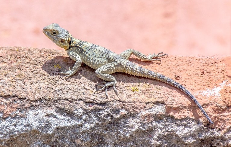 lizard on concrete