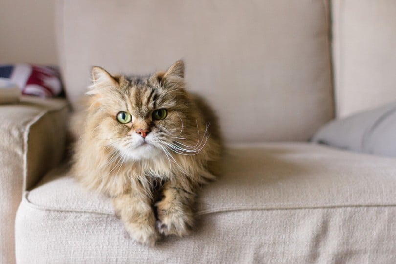 long haired adult cat laying on a tan sofa