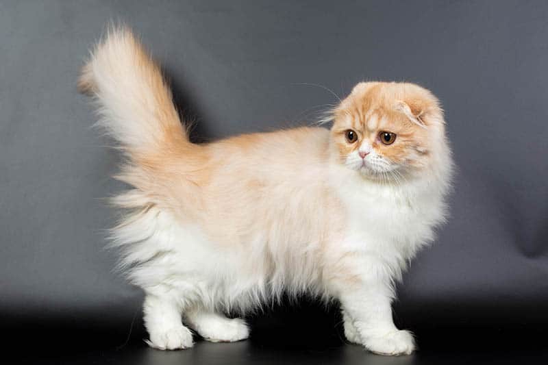 long-haired ginger scottish fold