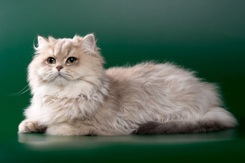 longhair cat golden blue chinchilla with green eyes_OksanaSusoeva_shutterstock
