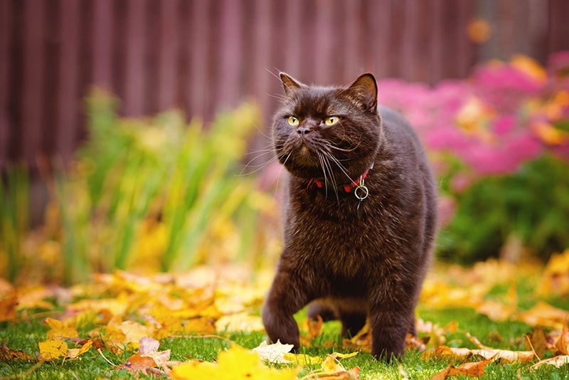 lost brown british shorthair cat walking outdoors