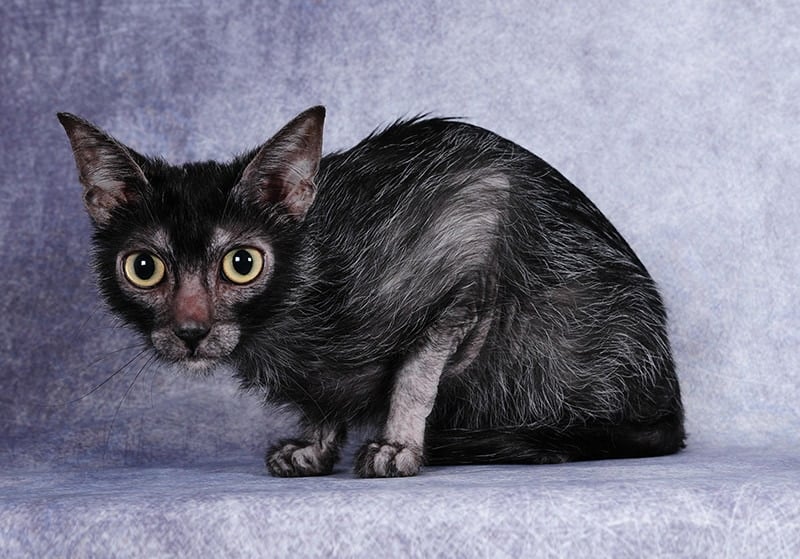 lykoi black werewolf cat