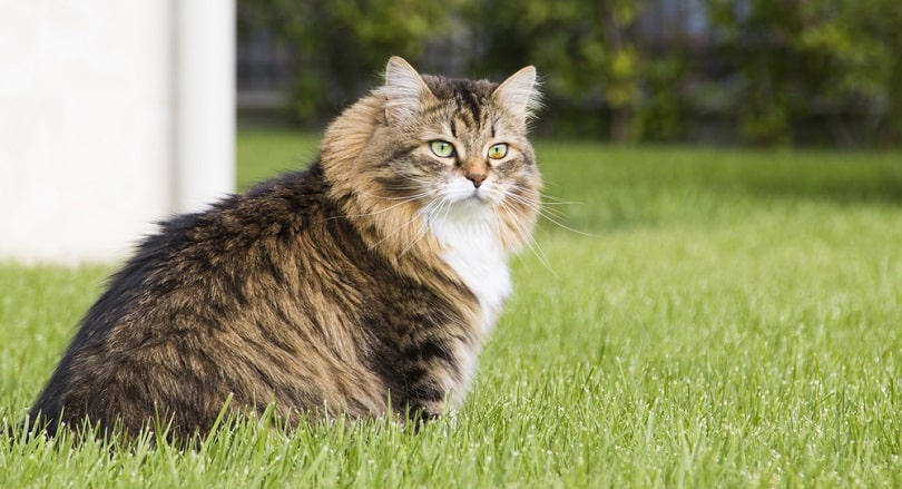 mackerel siberian tabby cat sitting on the grass