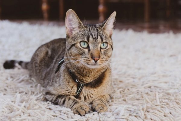 mackerel-tabby-cat-lying-indoors