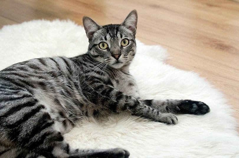 mackerel tabby cat lying on the floor