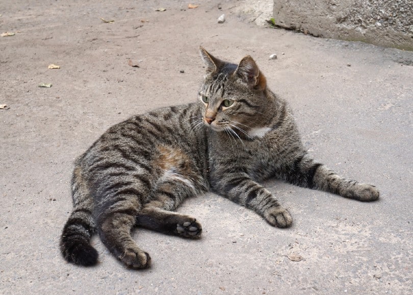 mackerel tabby cat lying on the ground