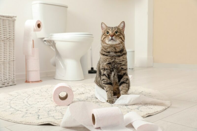mackerel tabby cat playing with roll of toilet paper