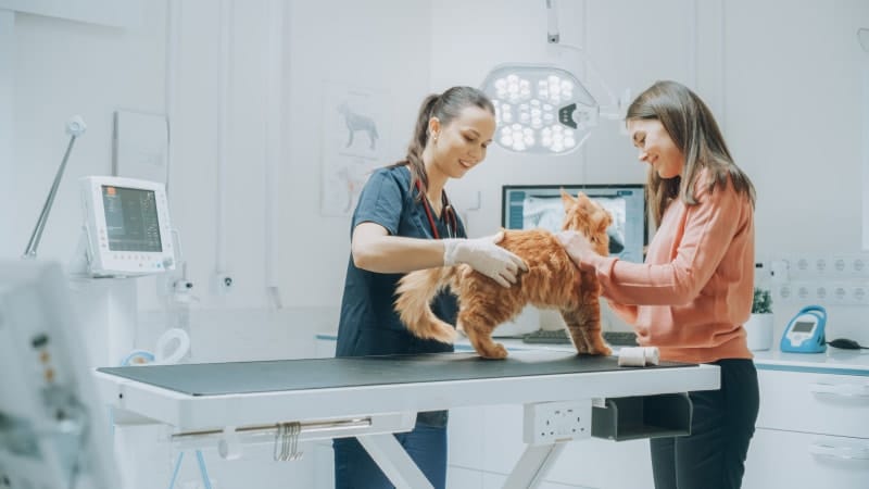 maine coon cat at the vet with owner