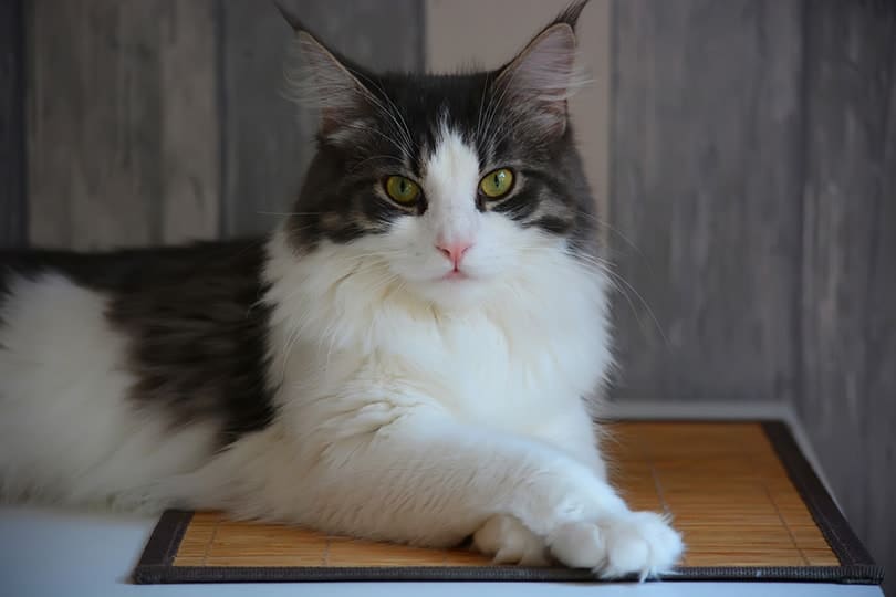 maine coon cat closeup