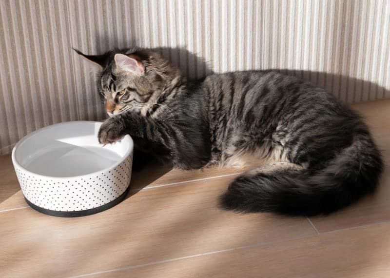 maine coon cat dipping its paw in water bowl