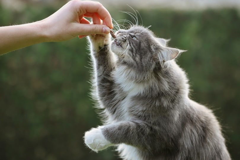 maine coon cat eating a treat