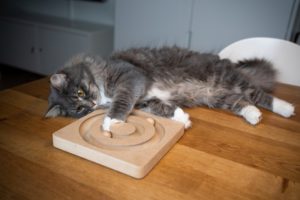 A Maine Coon Cat lying on a table and playing with a wooden roller toy