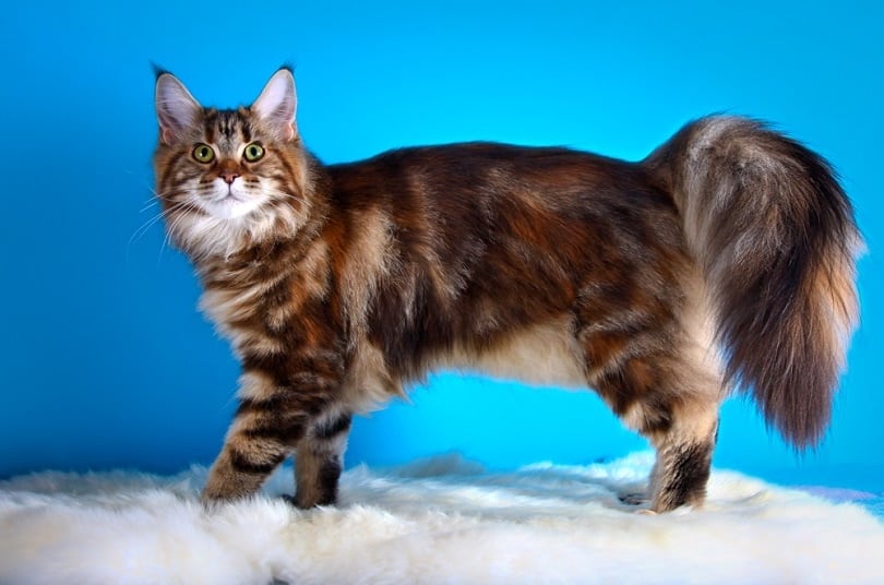 maine coon cat on a colored background