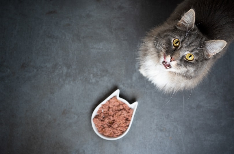 maine coon cat standing next to feeding dish with wet pet food