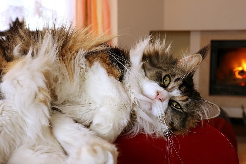 maine coon cat