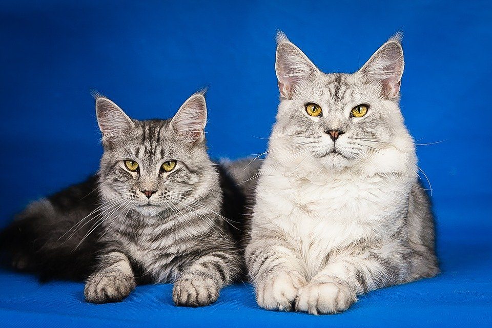 maine coon cats