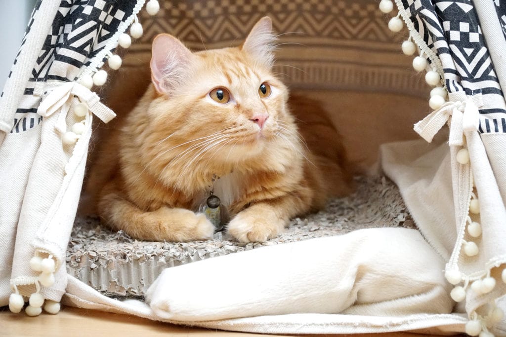 Maine coon cat inside teepee tent