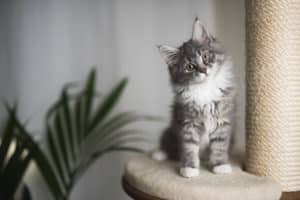 maine coon kitten in a cat tree