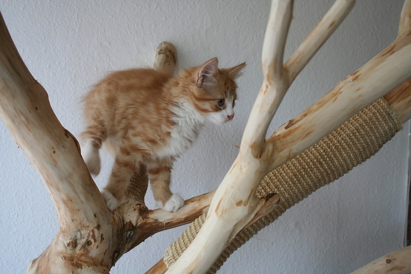 maine coon kitten