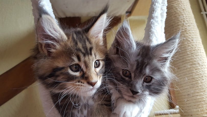 maine coon kittens in a cat tree