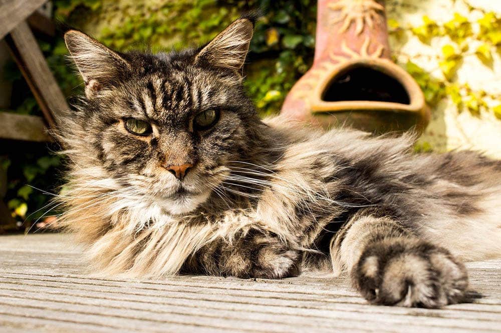 maine coon sunbathing