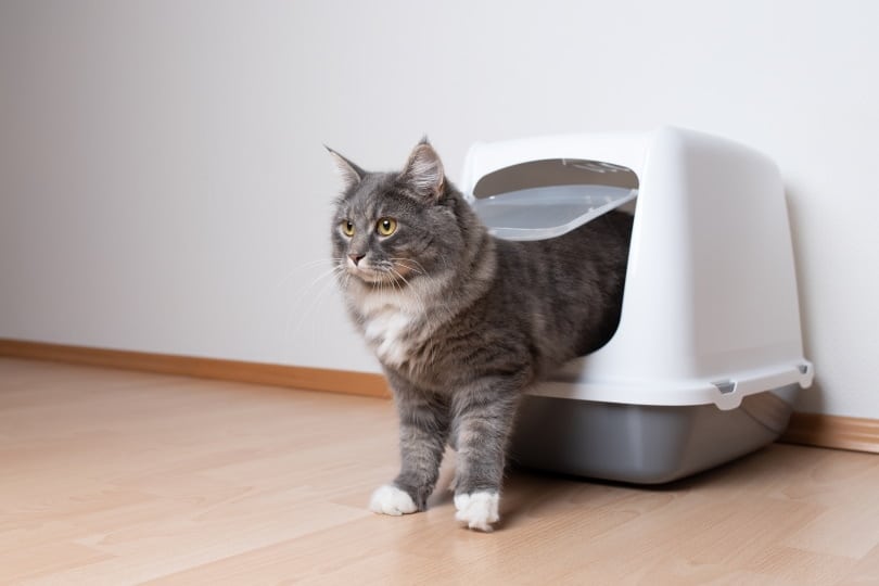 maine coon in litter box
